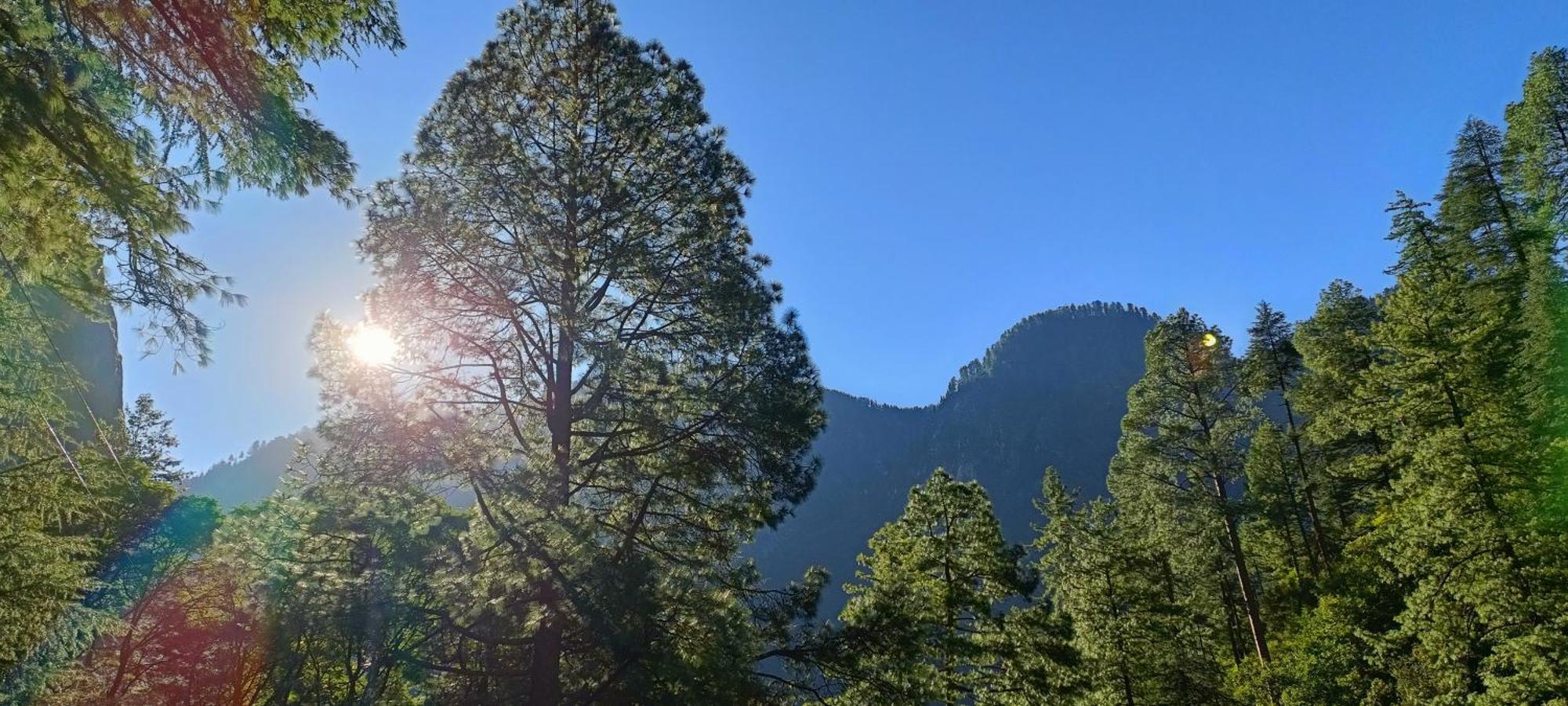 Dog N Hill Hotell Kasol Eksteriør bilde