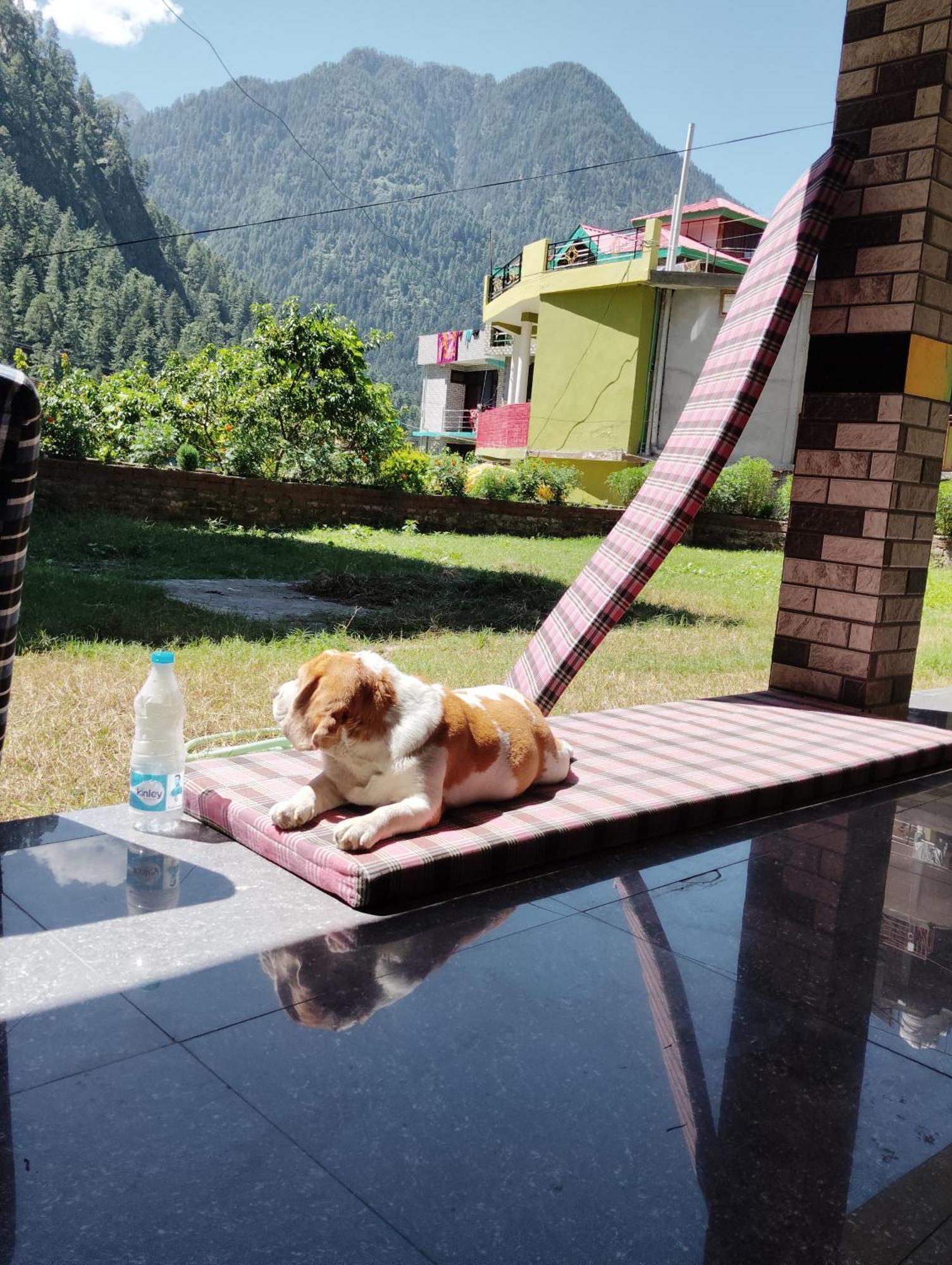 Dog N Hill Hotell Kasol Eksteriør bilde