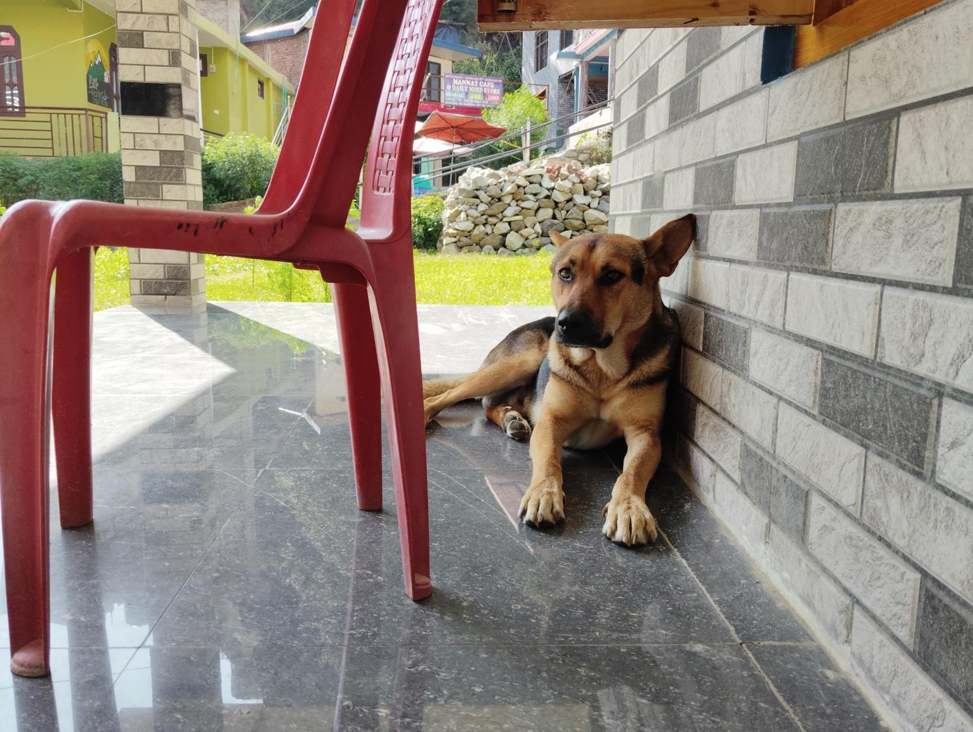 Dog N Hill Hotell Kasol Eksteriør bilde