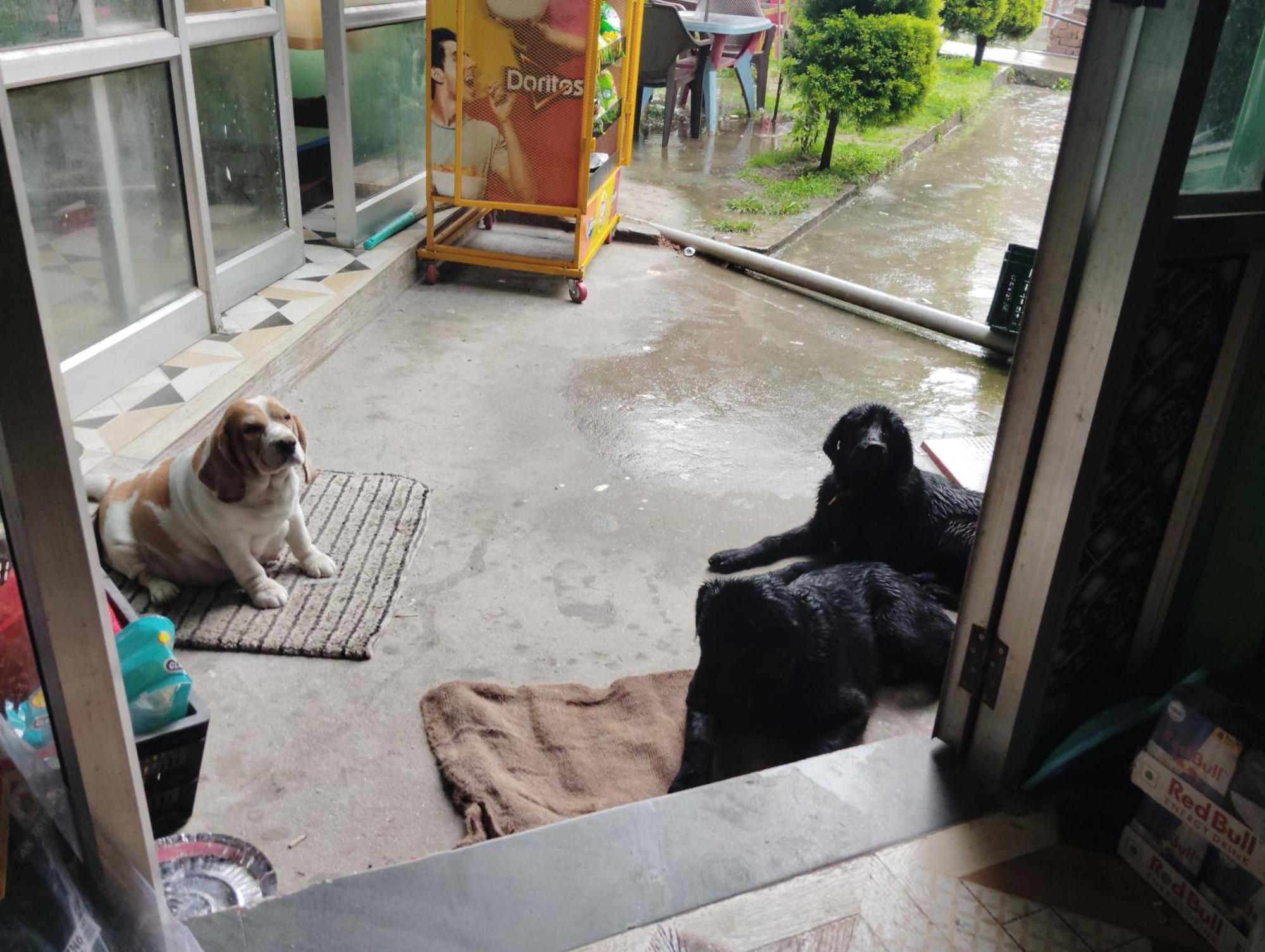 Dog N Hill Hotell Kasol Eksteriør bilde